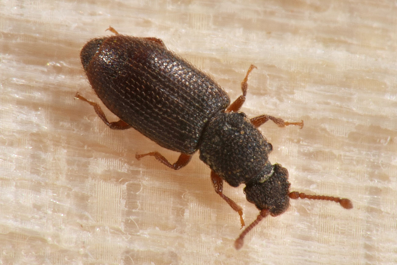 Monotomidae: Monotoma brevicollis